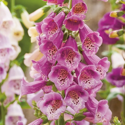 Picture of Herb Foxglove (Digitalis Purpurea)